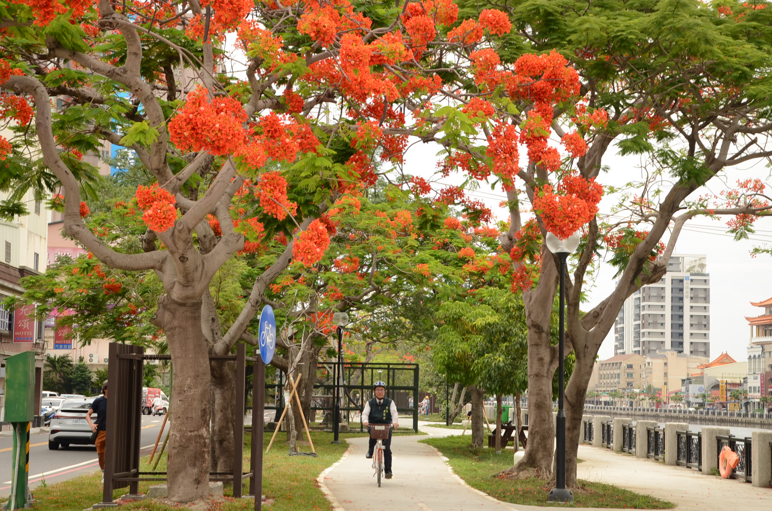 ▲台南運河百年迎鳳凰花季，黃偉哲騎YouBike邀低碳慢遊府城（圖／記者 楊子安 翻攝）