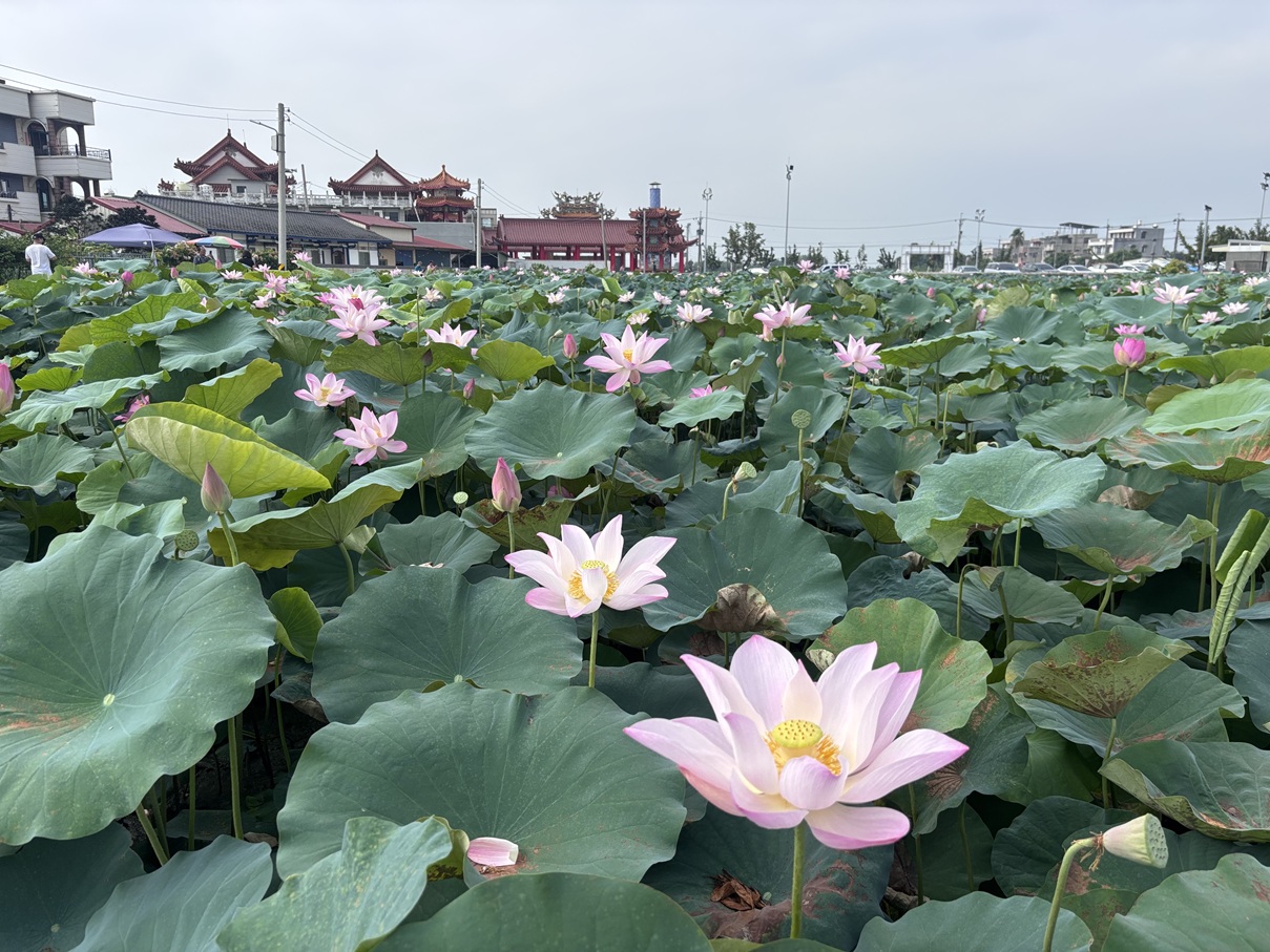 ▲白河地區蓮花自5月下旬起陸續盛開,圖為馬稠後關帝廳蓮田景致。(圖/臺南市政府觀光旅遊局提供)