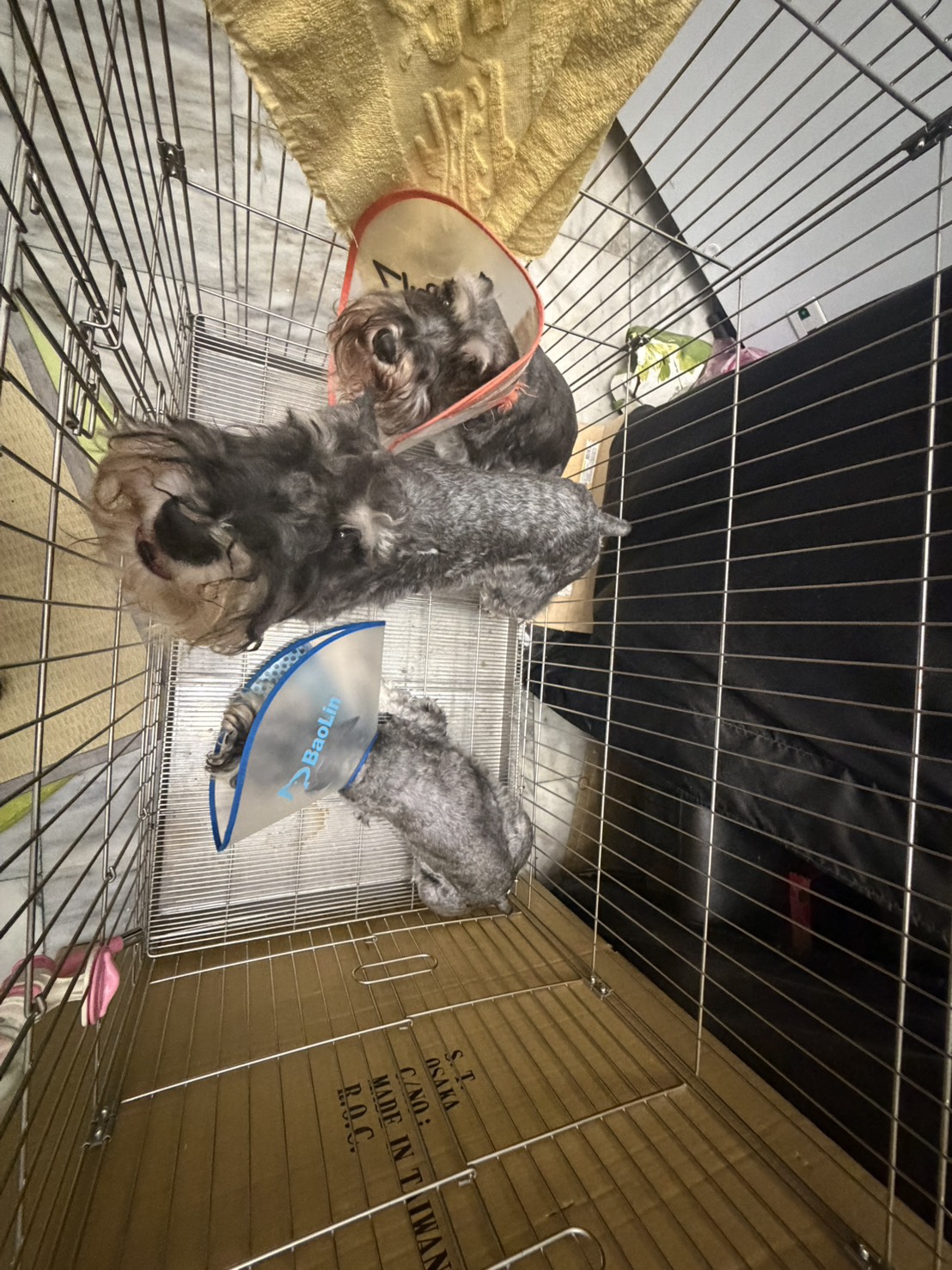 ▲社群虐貓影片引眾怒，台南動保處扣留2貓3犬追查飼主責任。（圖／台南市動保處提供）